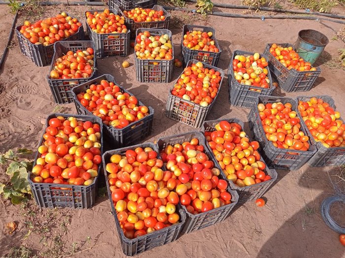 Récolte tomates sans pesticides Maisha Planet