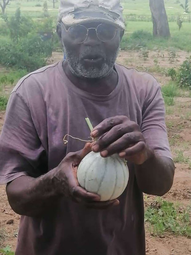 Djiby agronome Maisha Planet première récolte melon