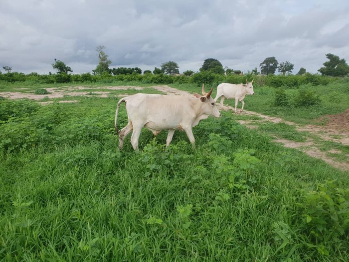 Bœufs élevage Maisha Planet Velingara Sénégal